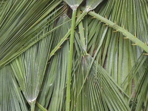 Full frame flat lay background featuring green fan fronds and spiny thorny pe 库存照片