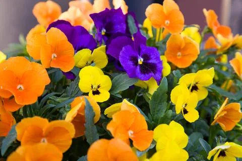 Full frame floral pattern with vibrant colors Stock Photos