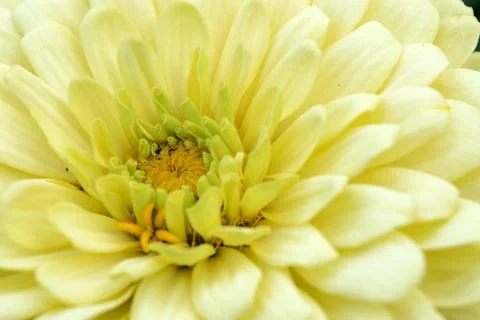 Full Frame Flower Stock Photos