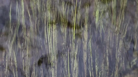 Full frame with flowing up water and vivid water grass Stock Footage 54635082