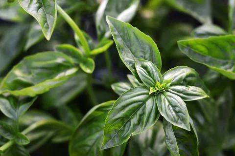 Full frame of fresh basil growing in the garden Foto stock