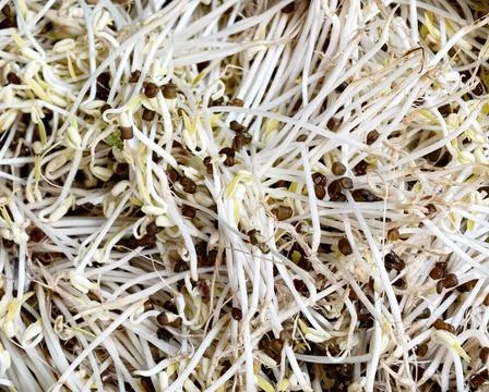 Full frame of fresh raw bean sprouts texture background 스톡 사진