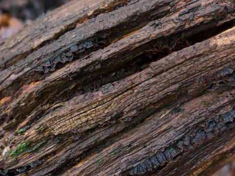Full frame gnarled brown damp cracked tree bark in winter Stock Photos