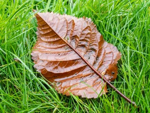 Full frame grass after rain with autumn leaves Stock Photos