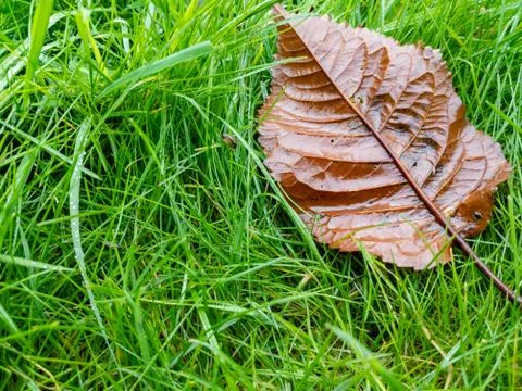 Full frame grass after rain with autumn leaves Stock Photos