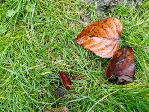 Full frame grass after rain with autumn leaves Foto stock