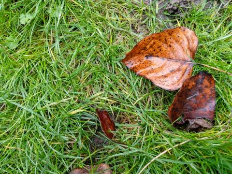 Full frame grass after rain with autumn leaves 스톡 사진