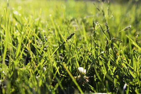 Full frame grasses or crops background photo. Carbon net zero concept Foto stock