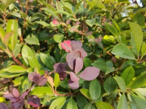 Full frame green leaf 스톡 사진