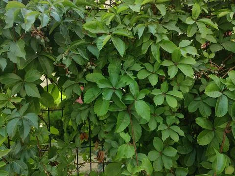 Full frame green leaf Foto stock