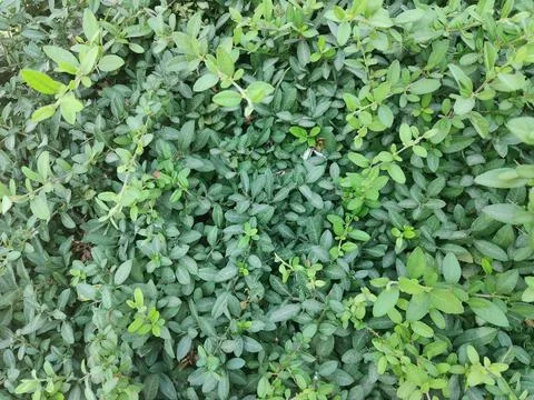 Full frame green leaf Foto stock