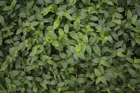 Full frame of green leaves Stock Photos