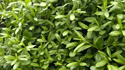 Full frame green leaves texture swaying in wind. Stock-Footage 334677111
