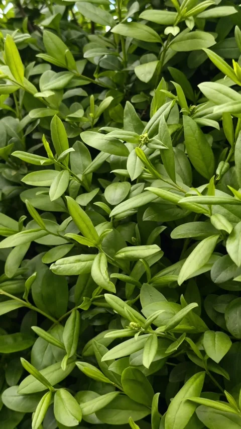 Full frame green leaves texture swaying in wind. Stock Footage 336544070