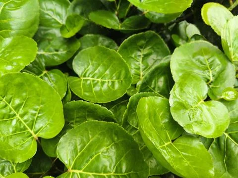 Full Frame of Green Leaves Texture Background. Stock Photos