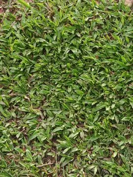 Full frame of green lush grass texture background Fotos Stock