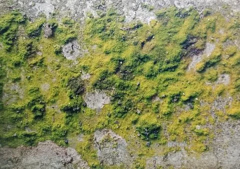 Full Frame of Green Moss Texture Growing on Concrete Wall Stock Photos