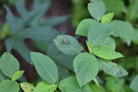 Full frame of green small leaves. Use as background or wallpaper Foto stock