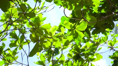 Full frame of green tree as background.	 Stock Footage 153383411