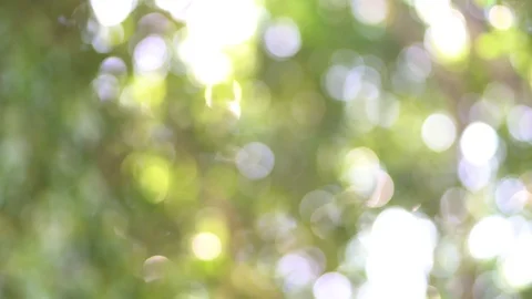 Full frame of green tree with out focus as bokeh blur background Stock Footage 122194094