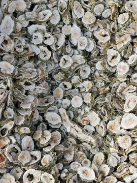 Full frame grey mollusc shells on display in South Korean market Stock Photos