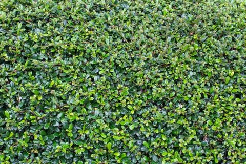 Full frame hedge background Stock Photos