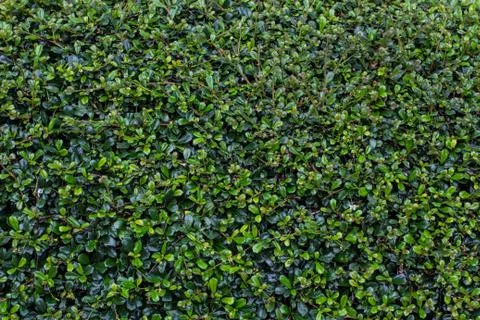 Full frame hedge background Stock Photos