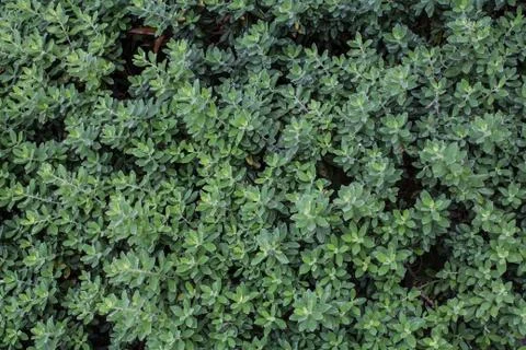 Full frame hedge background Stock Photos