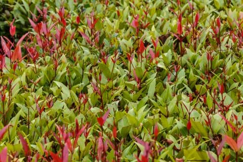 Full frame hedge background Stock Photos