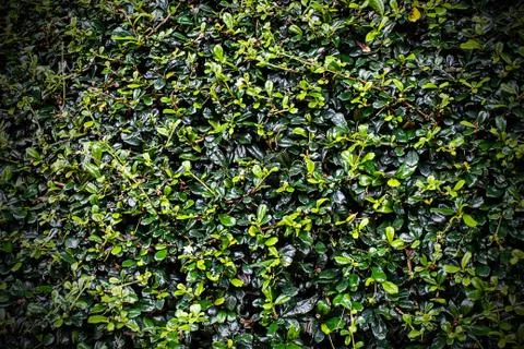 Full frame hedge background Stock Photos