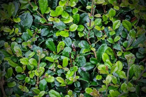 Full frame hedge background Stock Photos