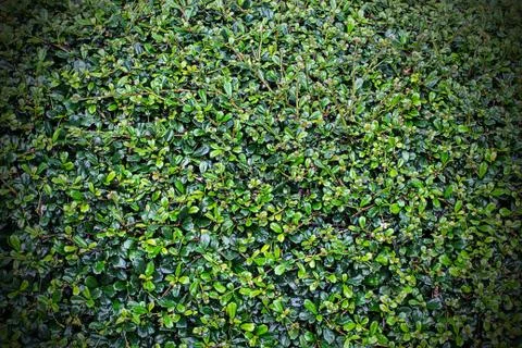 Full frame hedge background Stock Photos