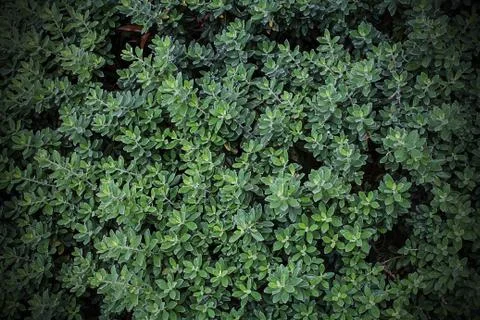 Full frame hedge background Stock Photos