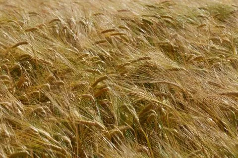 A full-frame, high-angle shot of a dense and vibrant golden wheat or barley. Stock Photos