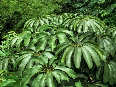 Full Frame of High Angle View of Fresh Green Leaves Stock-Fotos