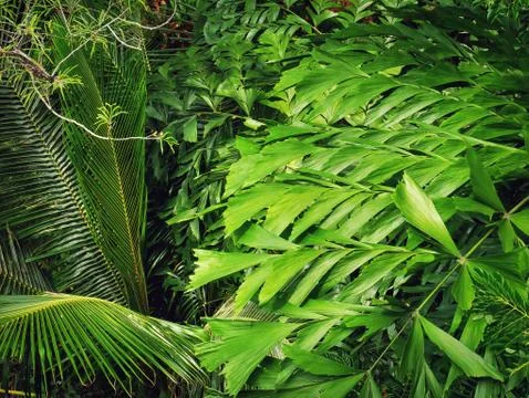 Full Frame High Angle View Background of Various Kinds of Green Leaves Foto stock