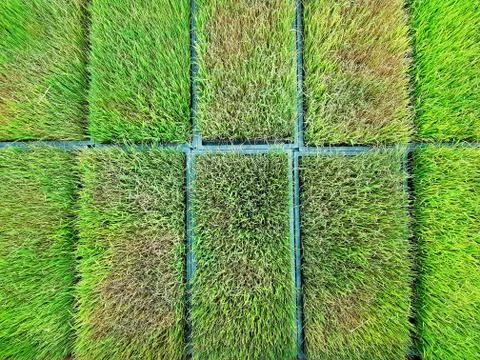 Full Frame High Angle View of Fresh Young Rice Plants at Plantation Field Stock Photos