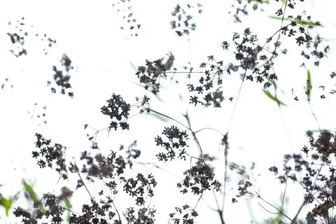 Full frame High contrast pattern of green leaves and brown dry flowers 写真素材