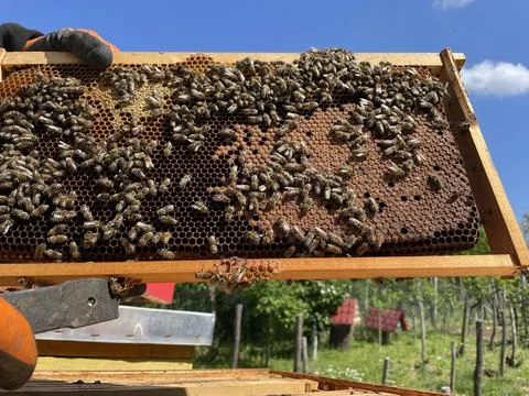 Full frame of a hive, Beekeeper holding hive frame with honeybees Stock Photos
