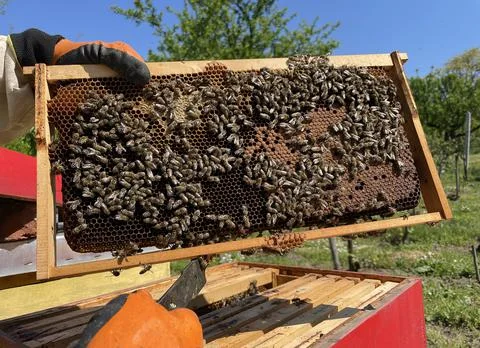 Full frame of a hive, Beekeeper holding hive frame with honeybees Stock Photos