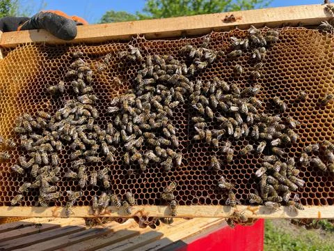 Full frame of a hive, Beekeeper holding hive frame with honeybees Stock Photos
