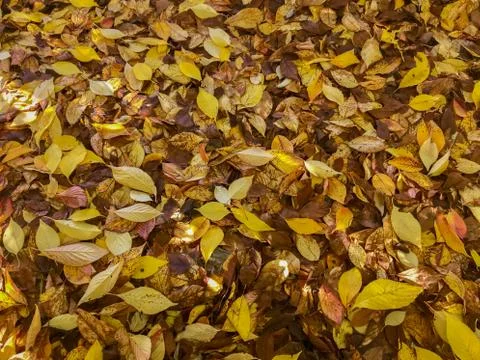Full Frame Image of Assortment of Fall Leaves Stock Photos