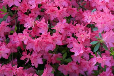 Full frame image of beautiful bright pink azalea or rhododendron shrub Stock Photos