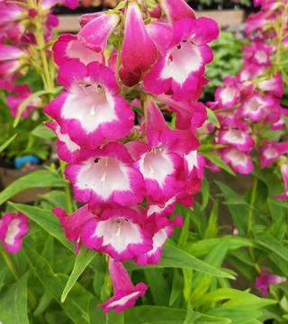 Full frame image of bright pink and white penstemon flowers and foliage Stock Photos