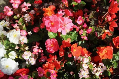 Full frame image of bright red, pink and white begonia flowers Stock Photos