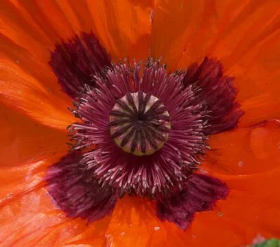 Full frame image of central part of vibrant red poppy Stock Photos