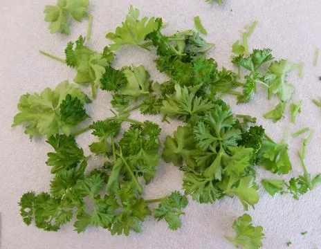Full frame image of chopped fresh parsley against white textured background Stock Photos
