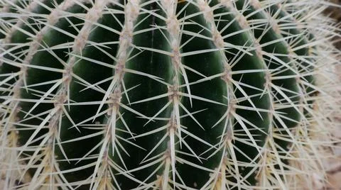 Full frame image of close up of large spiky cactus Stock Photos