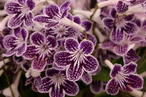 Full frame image of close up of streptocarpus in purple and white Stock Photos