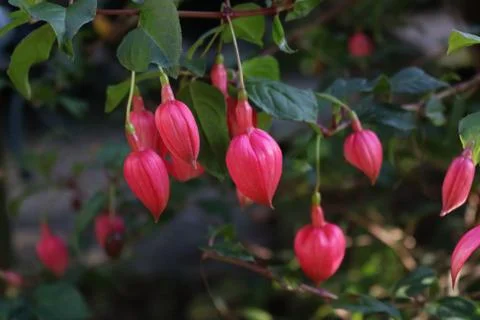 Full frame image of dark pink fuchsia buds with foliage Stock Photos